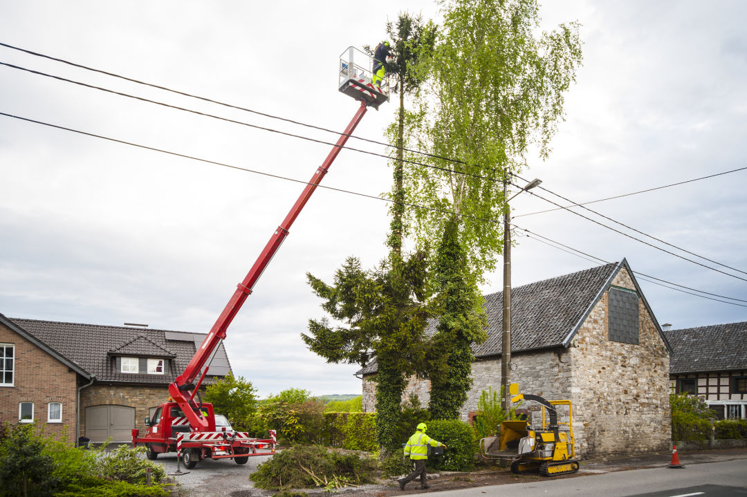 Tree Doctor Tree Surgeons